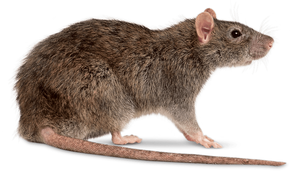 Fare İlaçlama, İzmir - Ev İlaçlama